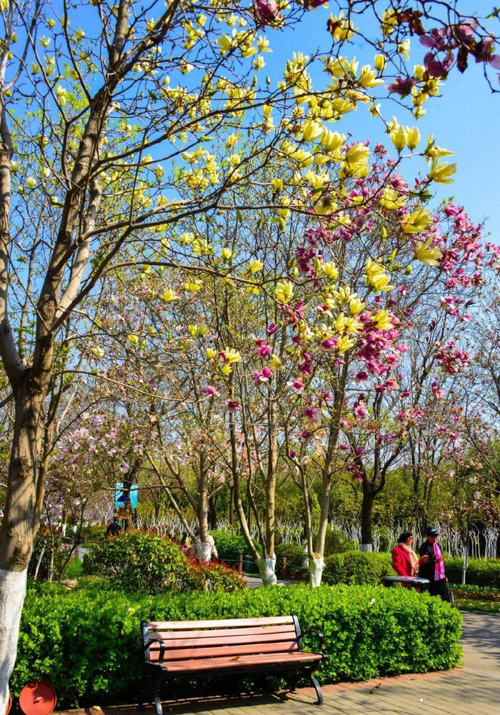 柳枝垂丝,轻轻摇曳;玉兰花,山桃花,杏花,娇艳欲滴;小溪潺潺,清澈见底