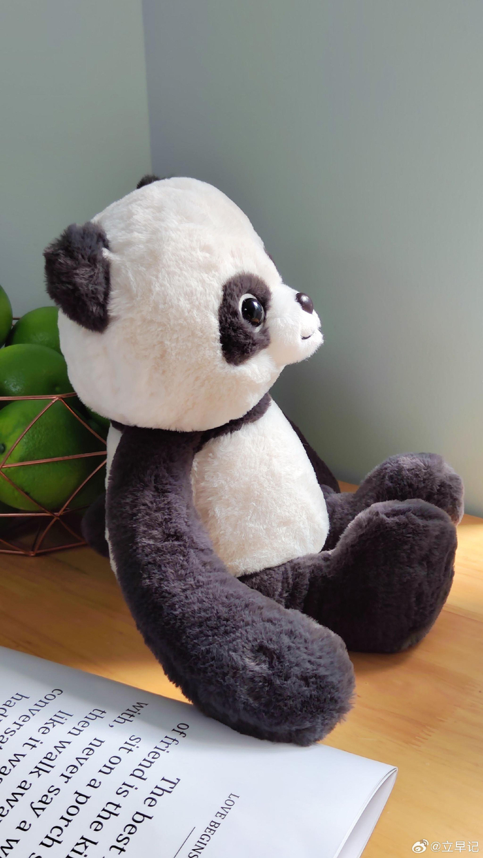 分享今日拍的趴趴熊