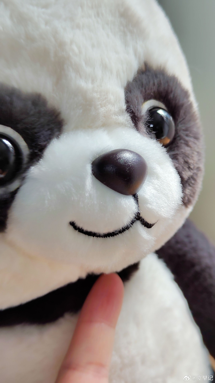 分享今日拍的趴趴熊