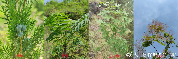 守护南水北调水源地记tnc河南丹江石漠化土地近自然精准修复项目