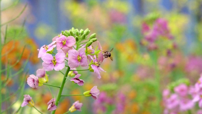 江西农大数十种颜色的油菜花开放