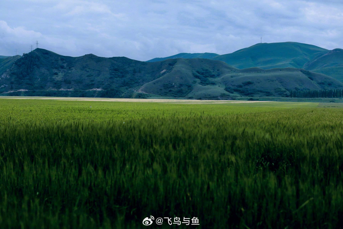 伊犁河谷草原 唐布拉百里画廊 走在阴天森林,一切如同一幅画!