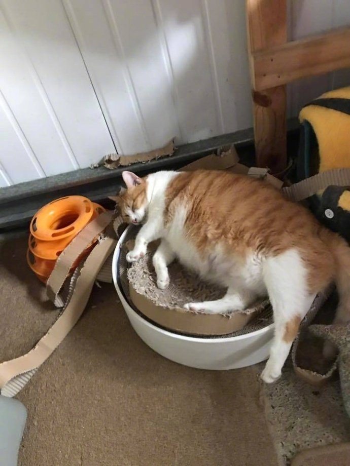 十个橘猫九个胖还有一个在睡觉