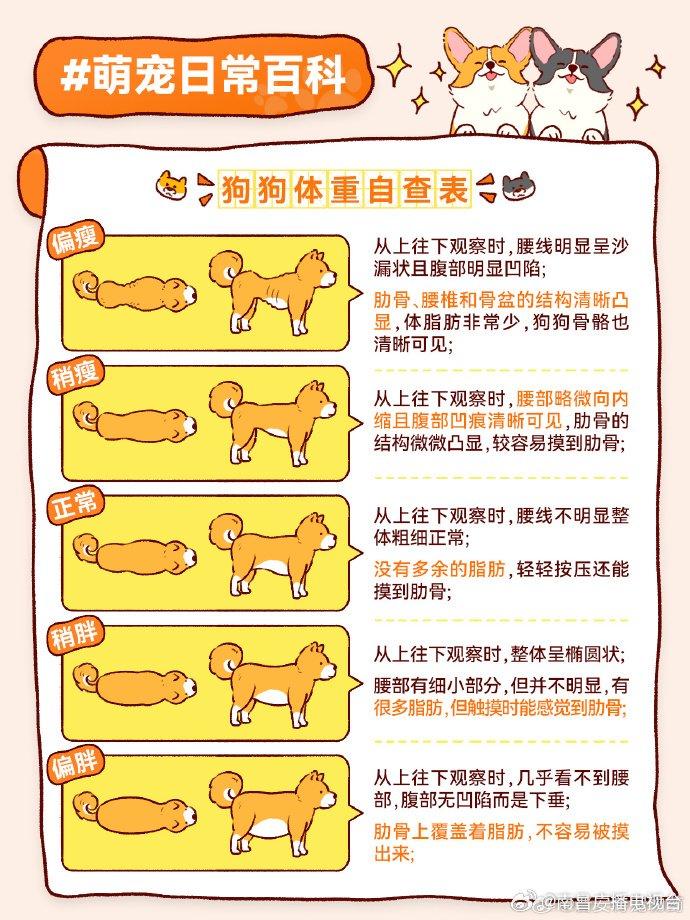 柯基犬正常体重表格图片