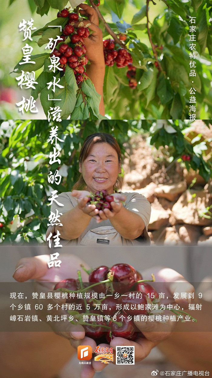 石家庄农特优品·公益海报丨赞皇樱桃 "矿泉水"滋养出的天然佳品