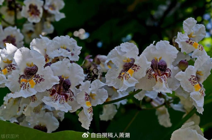 梓树|寓意|象征意义_新浪新闻