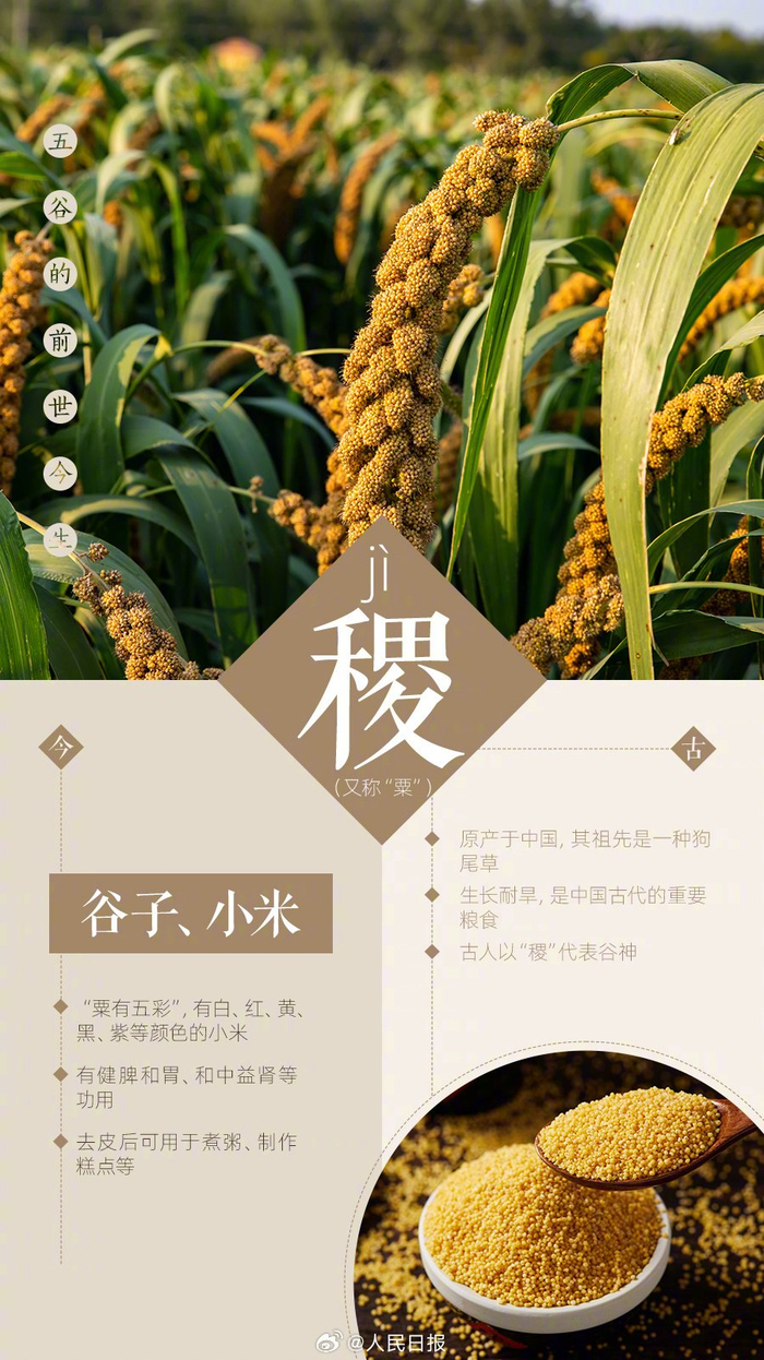 一组图了解五谷的前世今生|节约粮食|叫法|粮食|变迁_新浪新闻
