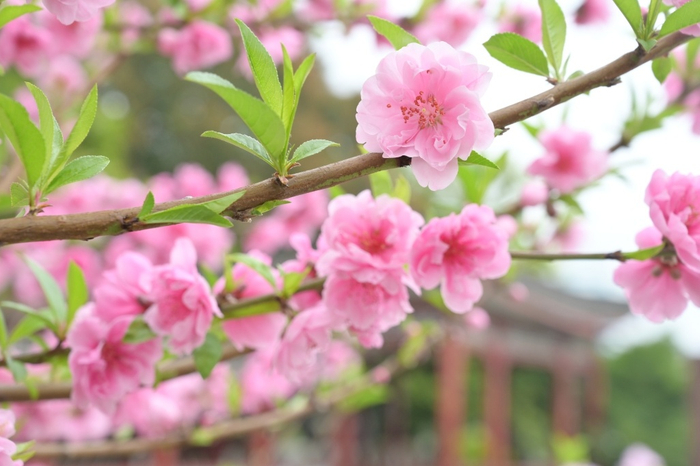 春意盎然福州西湖公园的碧桃花开了