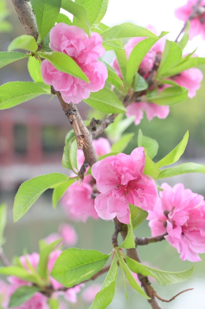 春意盎然福州西湖公园的碧桃花开了