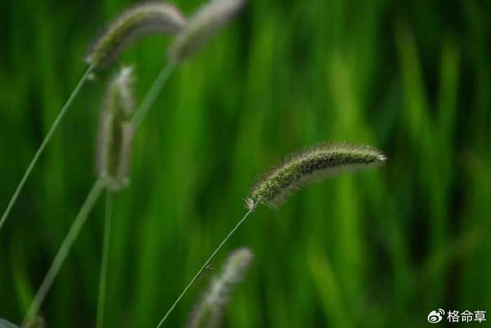 精选诗词|有意花枝千朵月,无言燕子一双鸳