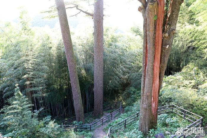 茅镬因古树群而闻名,金钱松,银杏,榧树,枫香等树种,深秋时节,树叶变黄