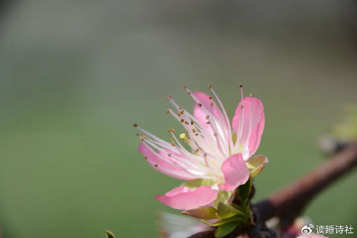 《蝶恋花.天亦护》文/冷艳玫瑰旭日春风清影舞.
