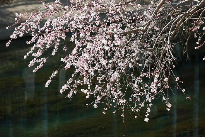 山桃花的样子图片