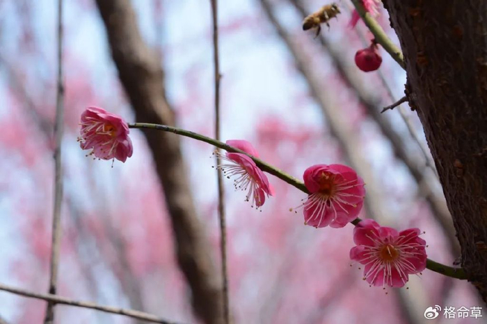 精选诗词纵目飞来千树雨销魂采得一竿风