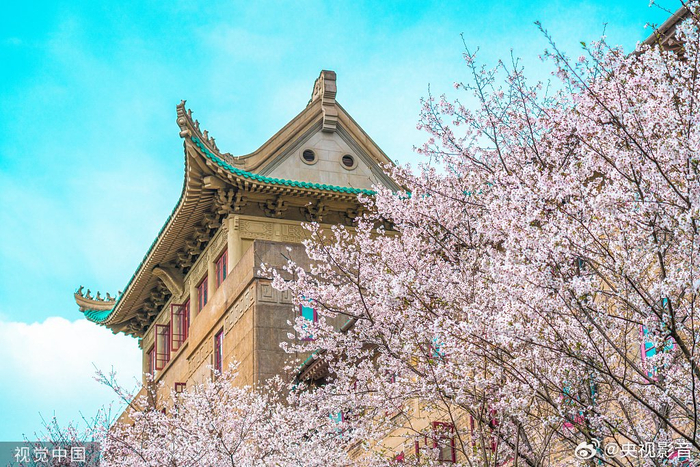 武汉大学2024年赏樱政策发布