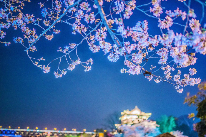 1/ 9湖北武汉,晴川阁的樱花绽放,在夜色和灯光的映衬下,与长江两岸披