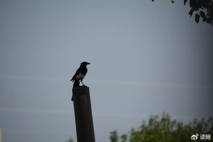 诗天子61诗刊|诗歌精选第307期