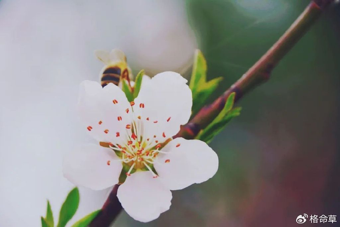 满眼红花名石竹,春风未忘小芳妤.《钗头凤》文/子涵东风薄.西风恶.