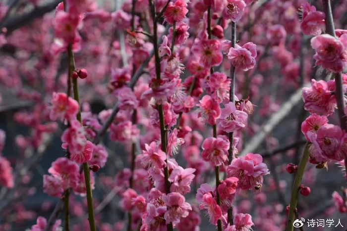 精选诗词|不是残红惹泪痕,无边细雨到黄昏|李家荣|望断|诗社_新浪新闻