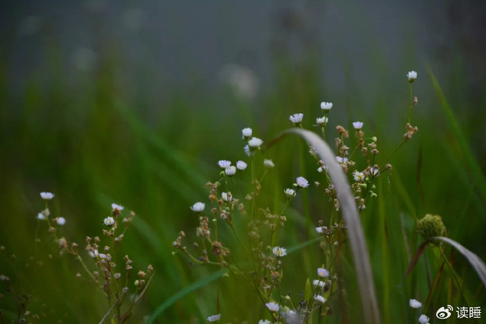 诗天子61诗刊|诗歌精选第305期