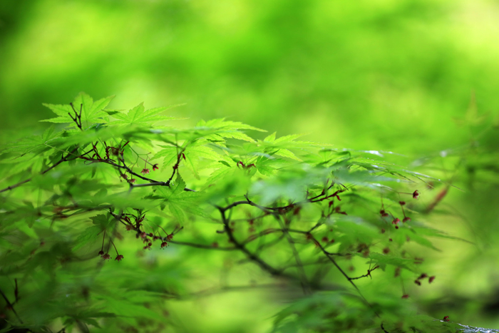长出嫩叶的鸡爪槭每一帧都是壁纸