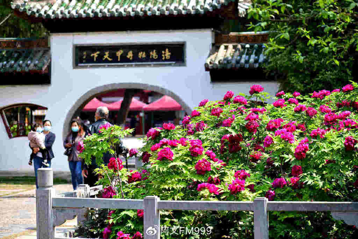 河南:洛阳牡丹花正艳|国家牡丹园|牡丹|博物馆_新浪新闻