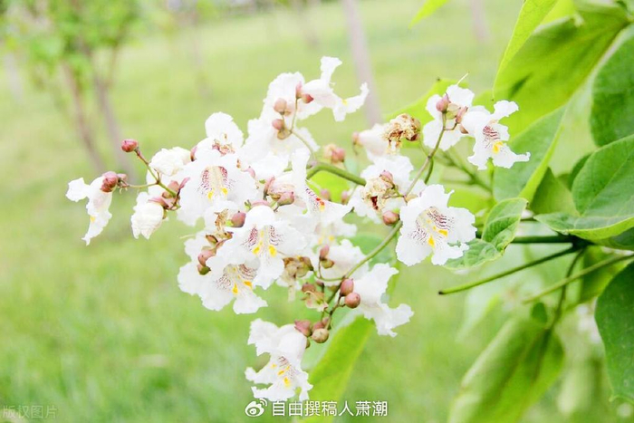 梓树|寓意|象征意义_新浪新闻