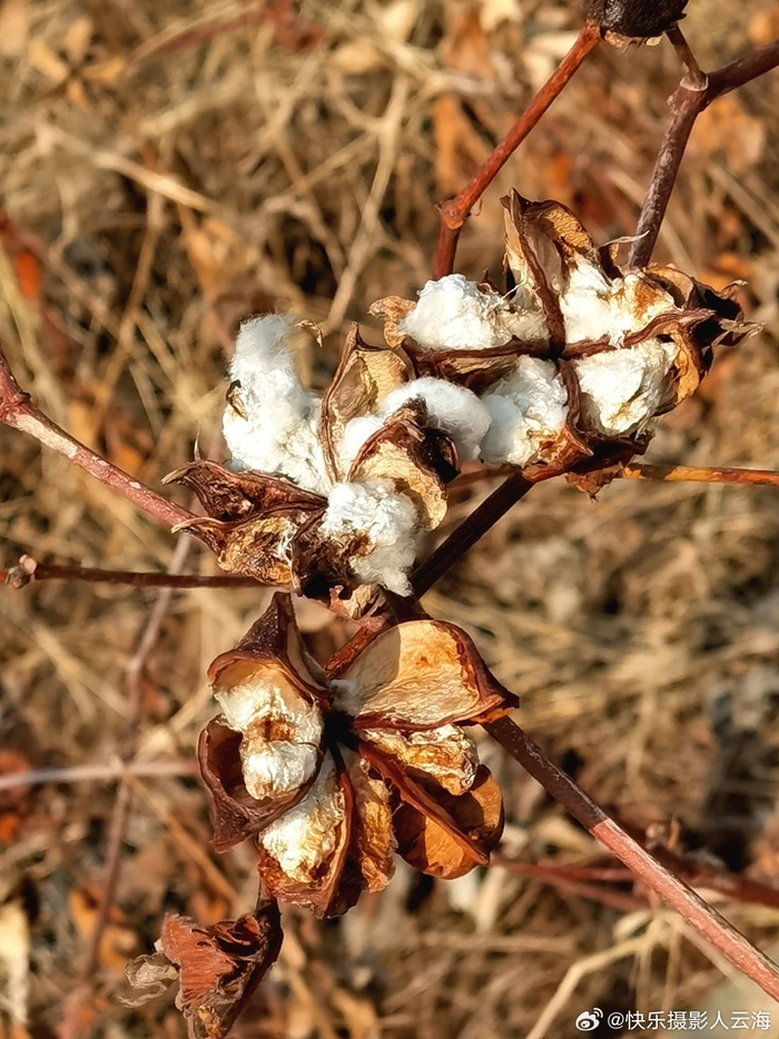 乡村,棉花|棉花|乡村_新浪新闻
