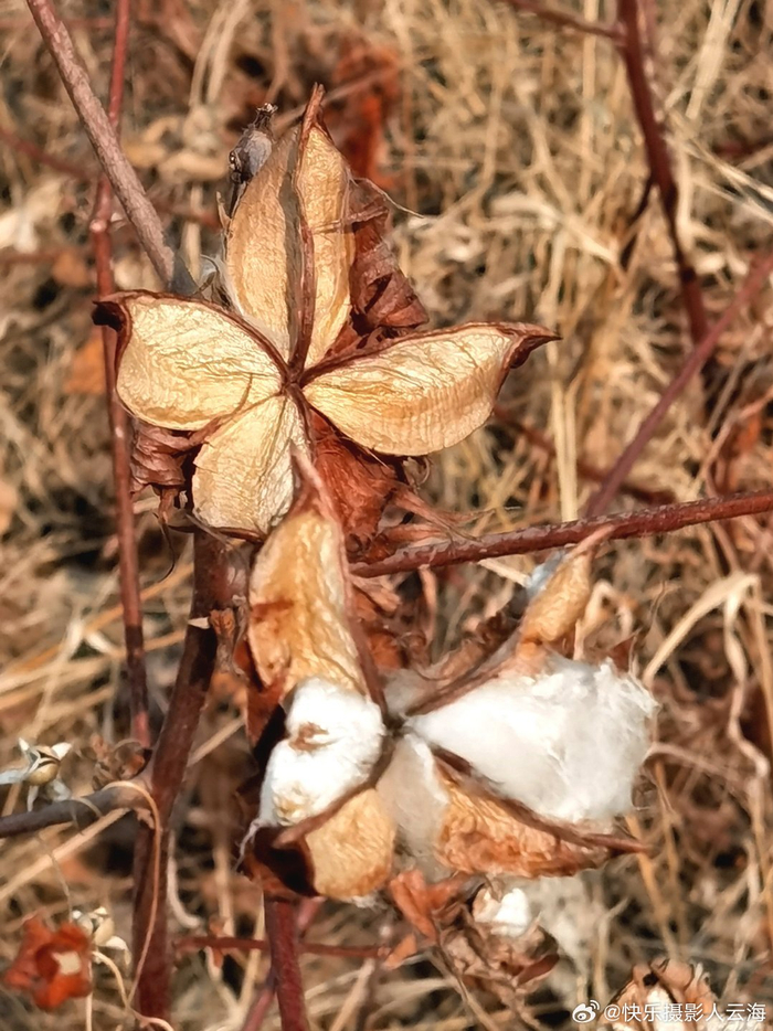 乡村,棉花|棉花|乡村_新浪新闻