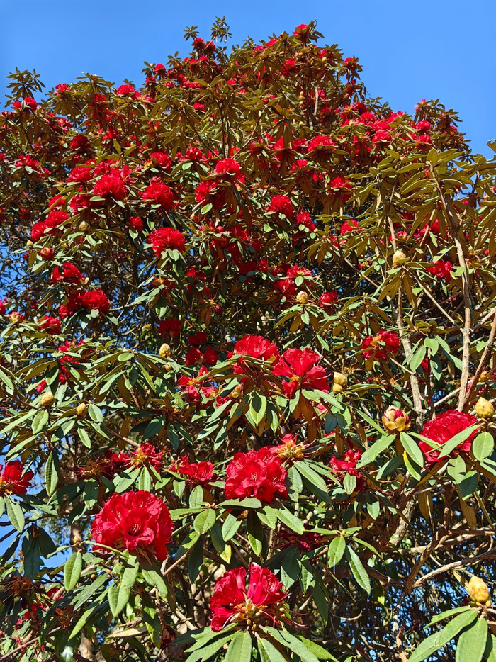 永德大雪山临沧海拔最高的地方