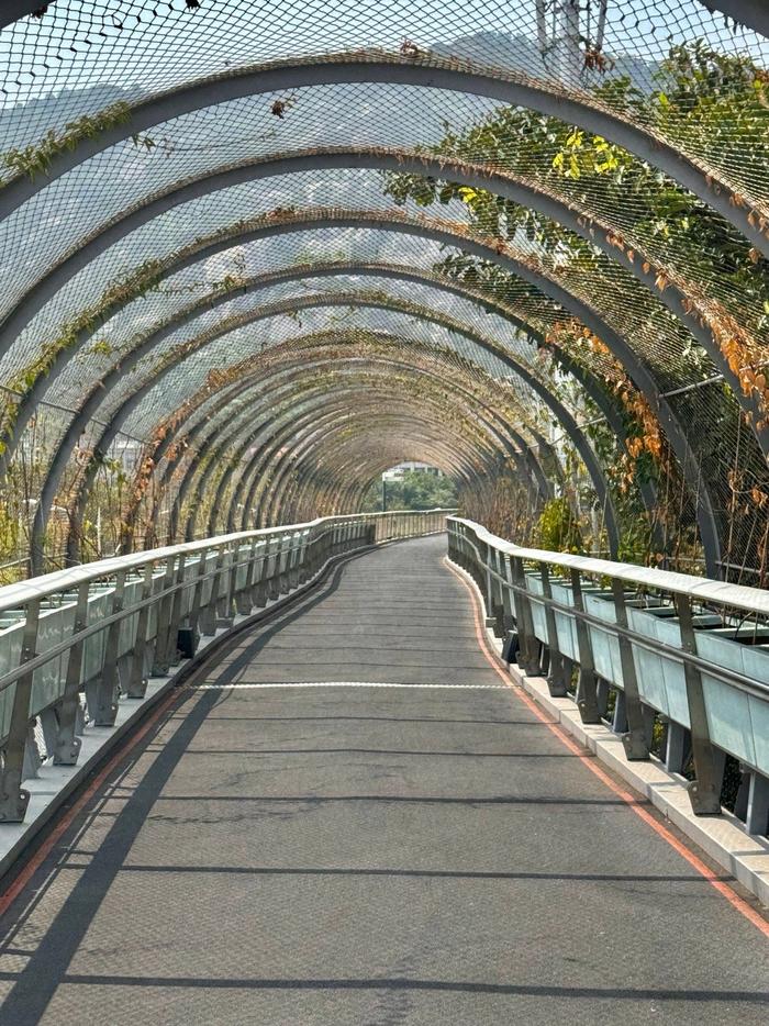 厦门步行栈道林海线图片