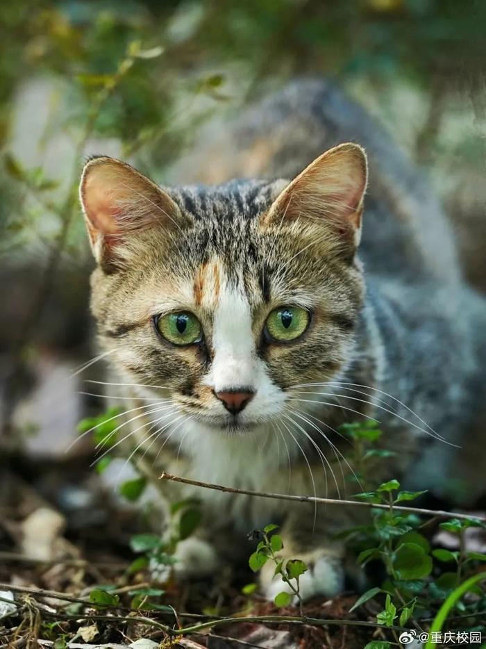 猫眼睛星辰大海特写图片