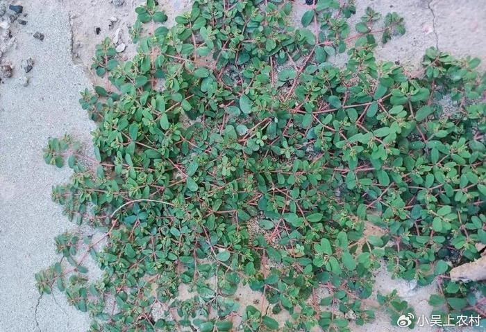 地锦草又称铺地锦,奶浆草,红丝草,砖缝中常见生长,看到要留意__财经头条__新浪财经
