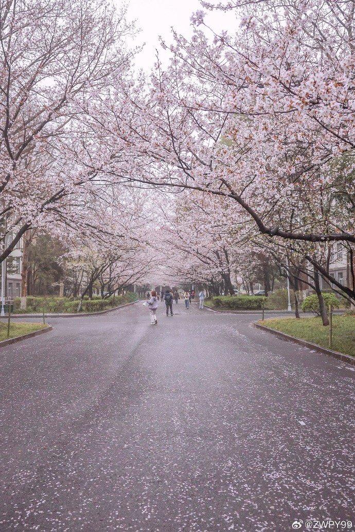 风轻起,吹落樱花似雪花—南京林业大学