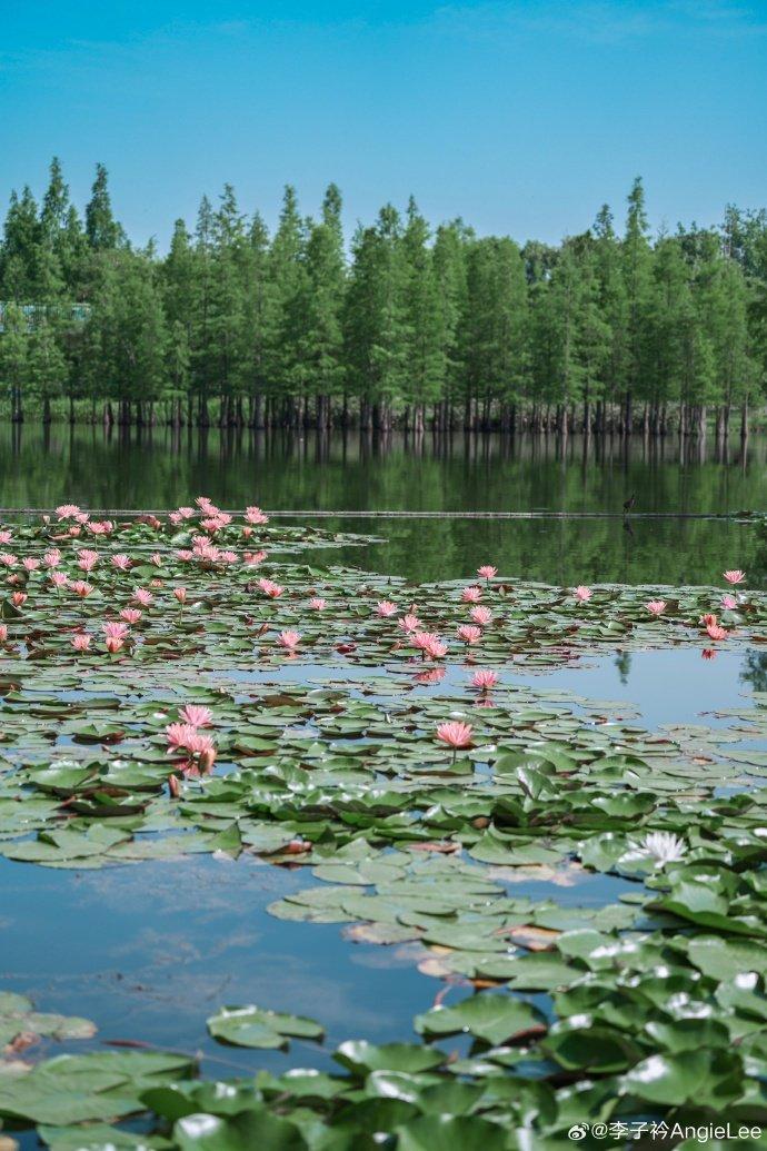 成都白鹭湾湿地公园的睡莲开啦,在蓝天的映衬下,显得温柔美丽,空灵