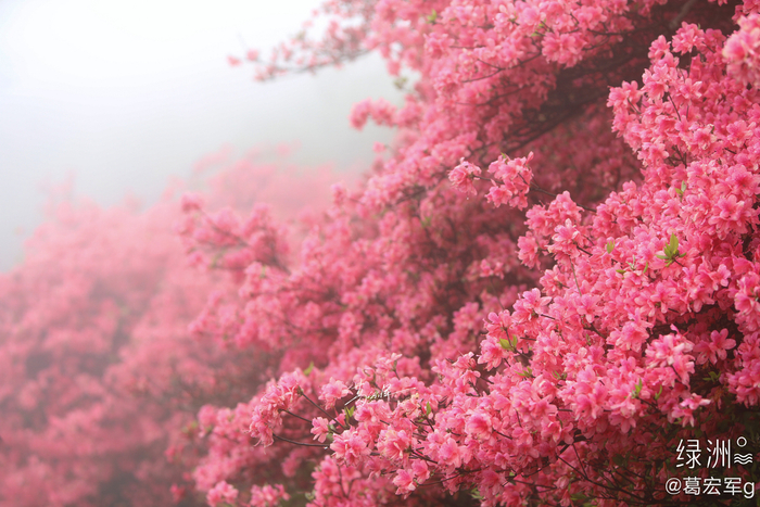 雾中赏花 山里的杜鹃花开了__财经头条__新浪财经