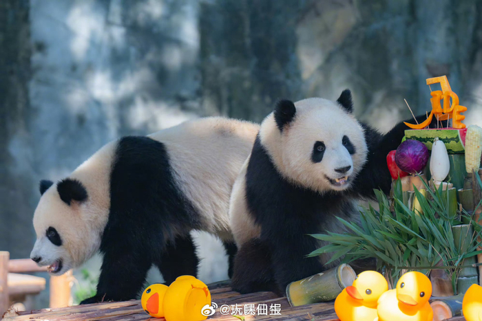 可可爱爱！生日限定版渝可渝爱萌化了__财经头条