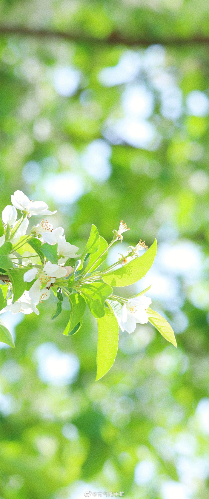花开半夏,如诗如画!