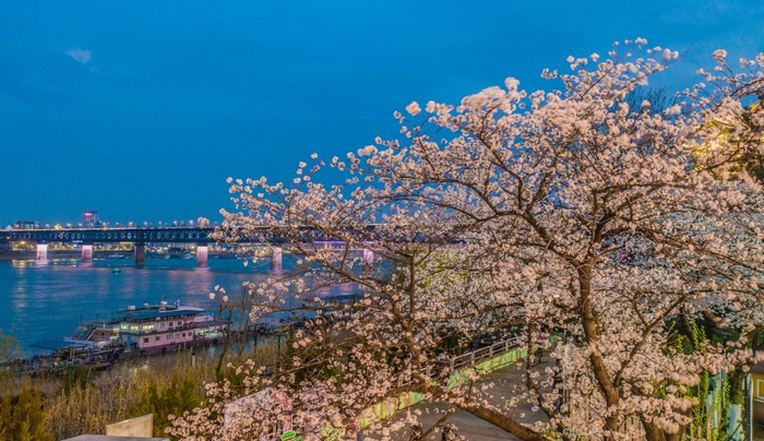 湖北武汉,晴川阁的樱花绽放,在夜色和灯光的映衬下,与长江两岸披上"