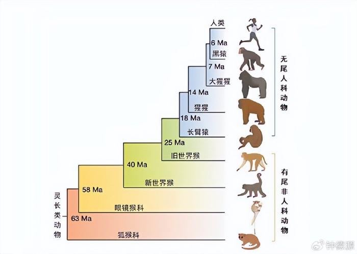 揭秘人类尾巴消失之谜:遗传学揭示演化关键|异构体|尾巴|演化_新浪