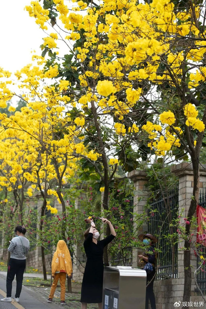 不只有樱花!十八罗汉山赏花宝典请收好~ | 樱花节攻略