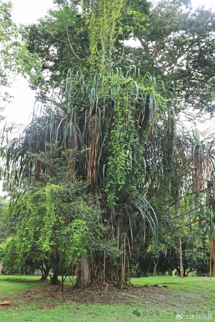 斯里兰卡 - 特种兵生态考察游记