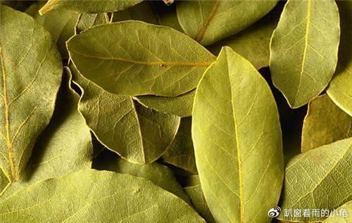 炖肉用的香叶是什么树的叶子?这种树的栽种环境如何?