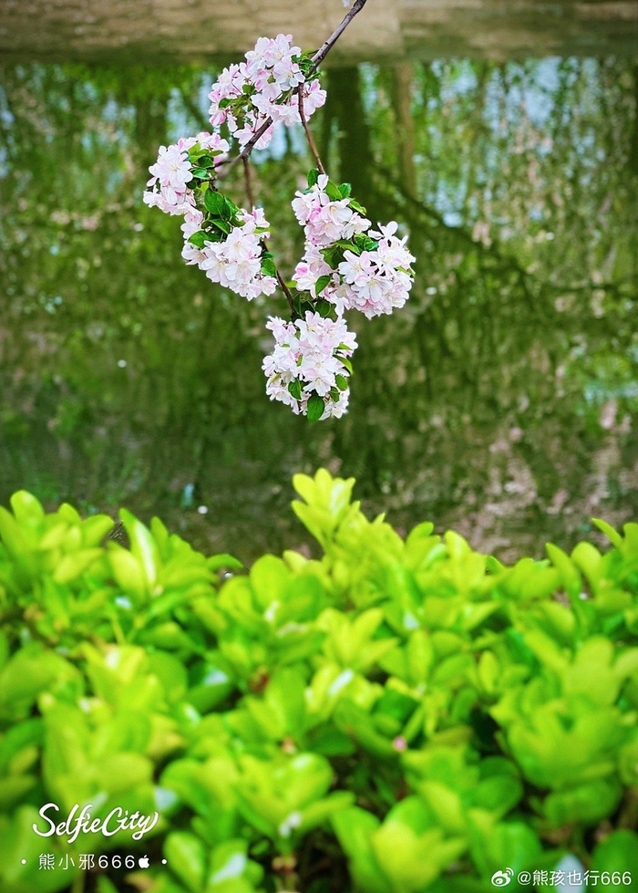 落红不是无情物化作春泥更护花摄影