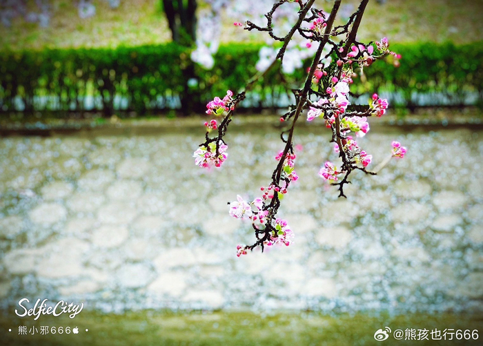 落红不是无情物化作春泥更护花摄影