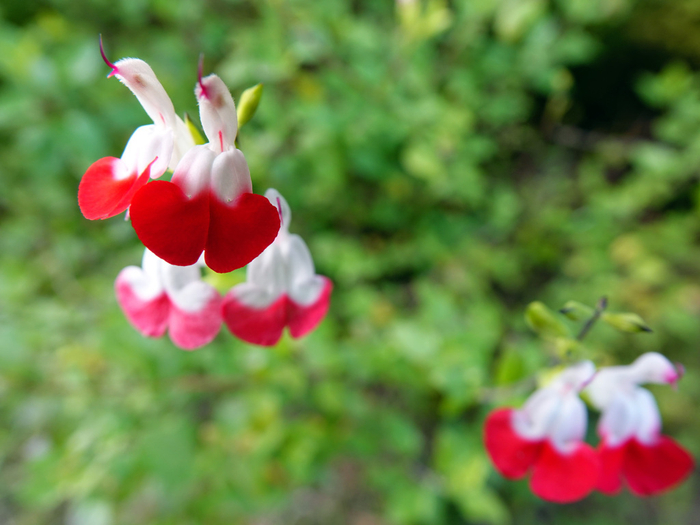 朱唇开花似小鸟停歇枝头