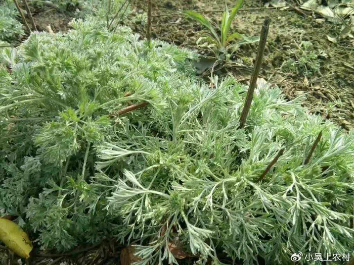 农村路边常见的野生茵陈嫩可吃,老了后当柴烧,殊不知它价值珍贵