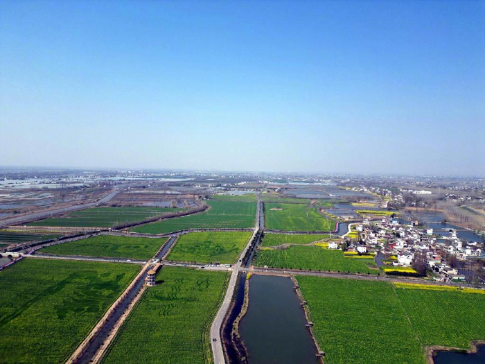 安徽芜湖春游江淮鸠江区白茆镇油菜花开了美丽乡村醉游人