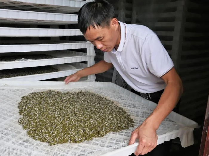 汉滨区沈坝镇桥头村党支部资源共享产业联盟发展蚕桑产业