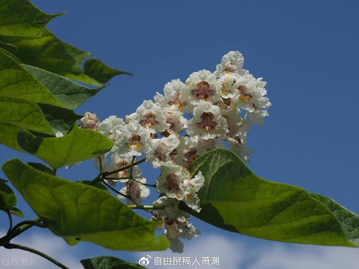 梓树|寓意|象征意义_新浪新闻